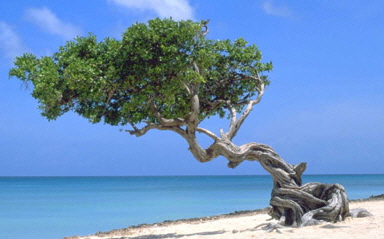 Aruba_divi-divi_tree