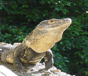 Iguana Costa Rica