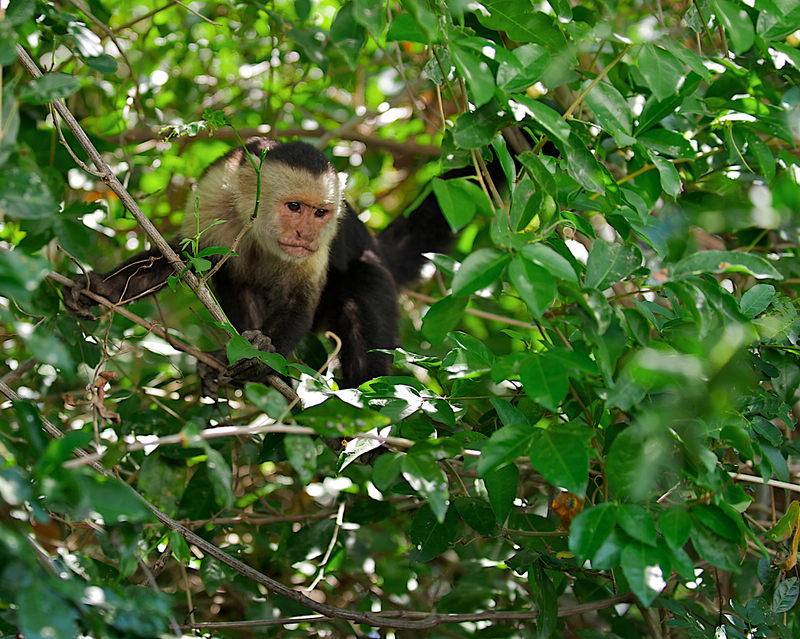 Capuchin Monkey, Guanacaste National Park Costa Rica