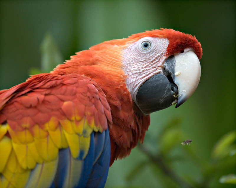 Scarlet Macaw, Carara National Park, Costa Rica