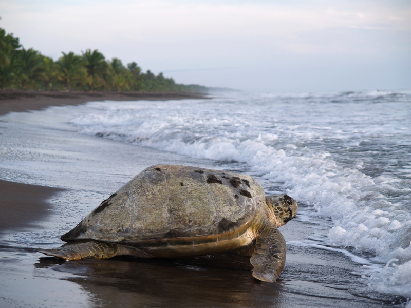 Sae Turtle, Tortuguero, Limon, Costa Rica