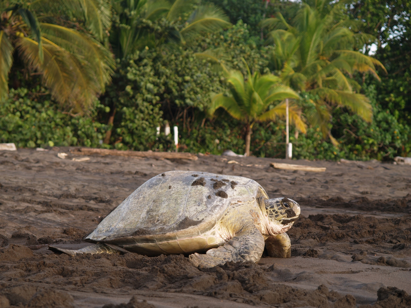 Sea Turtle, Tortuguero National Park Costa Rica