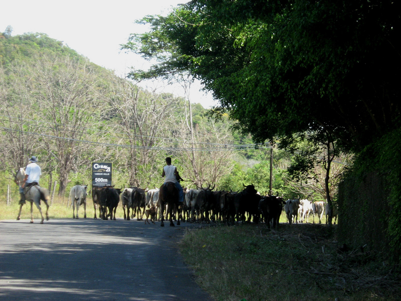 Cattle Drive Cobano, Nicoya Peninsula, Costa Rica, Photo by Amarethos