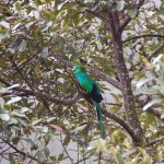 Quetzal Bird, Los Santos Forest Reserve, Costa Rica Photo by Deepstoat