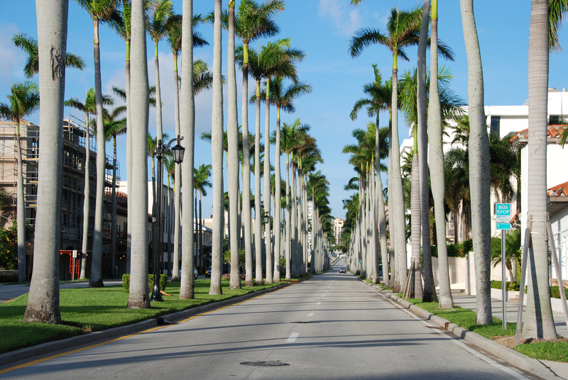 Palm Lined Streets in Palm Beach, Florida