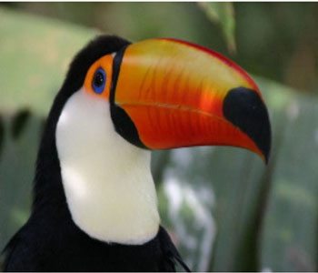 Toucan South America